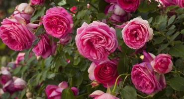 Popis a charakteristika růží pierre de ronsard, výsadba a péče